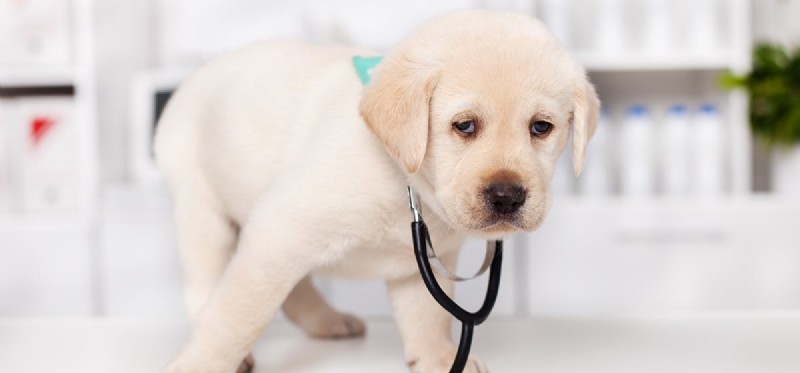 Surviving Without a Spleen: What Dog Owners Need to Know
