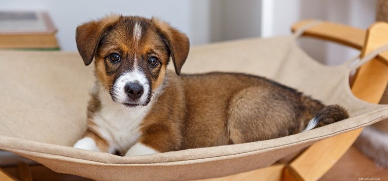 Could Dogs Survive Without Human Care?