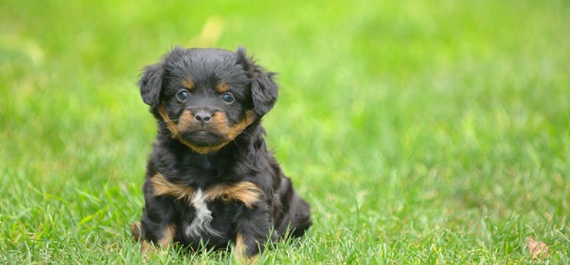 Could Dogs Survive Without Human Care?