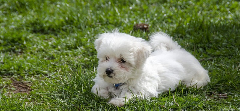 Could Dogs Survive Without Human Care?