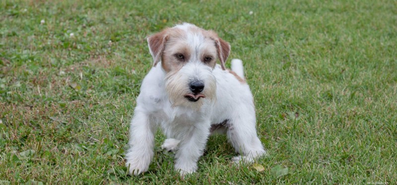 Could Dogs Survive Without Human Care?