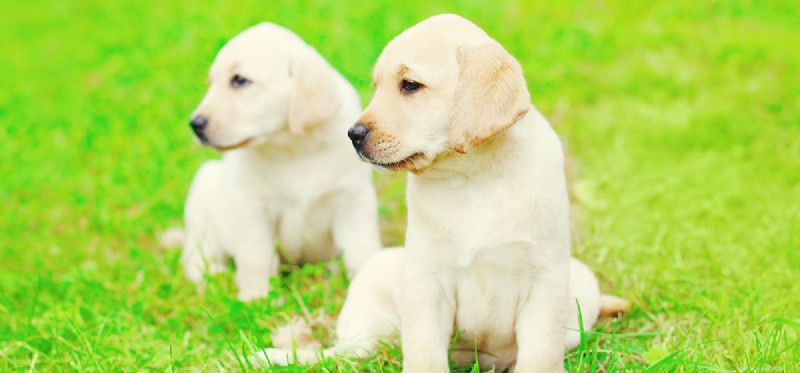 Do Dogs Need to Reproduce? Understanding the Impact of Spaying and Neutering