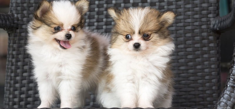 Do Dogs Need to Reproduce? Understanding the Impact of Spaying and Neutering