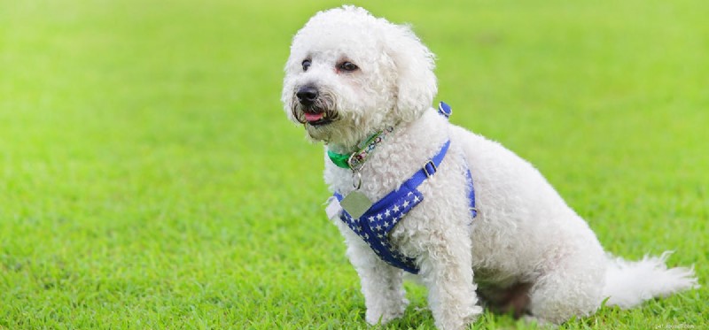 Do Dogs Really Need Meat? Exploring Their Omnivorous Diet