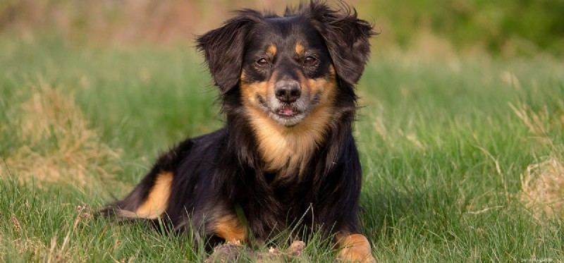 Do Dogs Really Need Meat? Exploring Their Omnivorous Diet