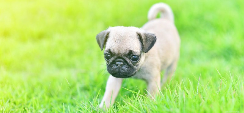 Do Dogs Really Need Meat? Exploring Their Omnivorous Diet