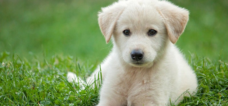 Do Dogs Really Need Meat? Exploring Their Omnivorous Diet
