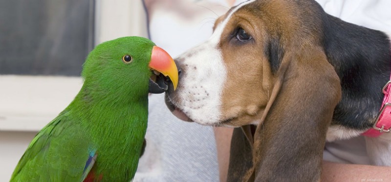 Living with Both: Tips for Coexisting Dogs and Parrots