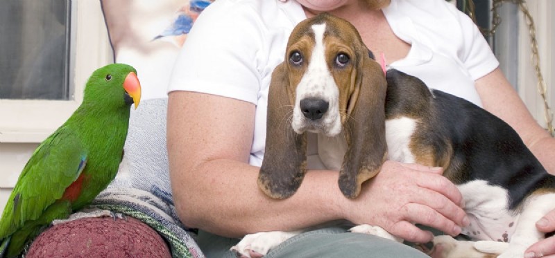 Living with Both: Tips for Coexisting Dogs and Parrots