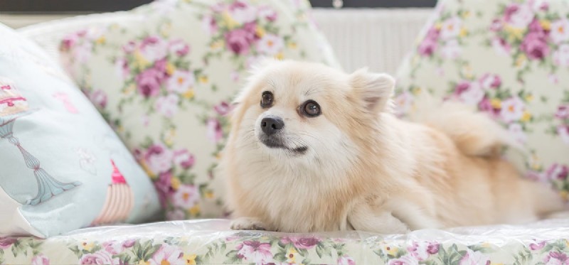Dogs & Peafowl: How to Keep Them Safe Together