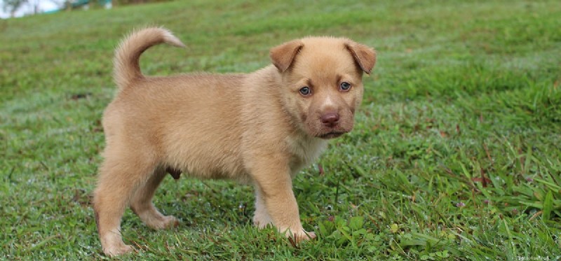 Dogs & Peafowl: How to Keep Them Safe Together