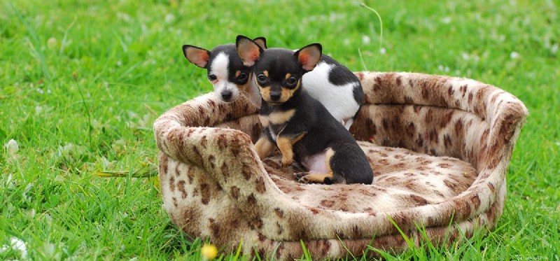 Dogs & Peafowl: How to Keep Them Safe Together