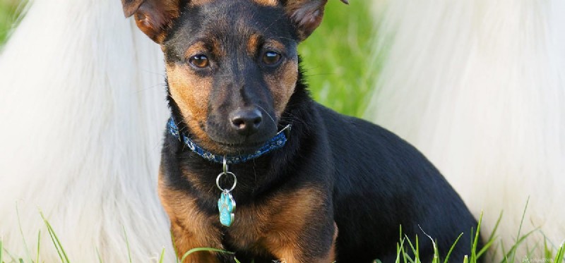 Can Dogs and Ponies Coexist? Exploring Harmony Between Dogs and Ponies