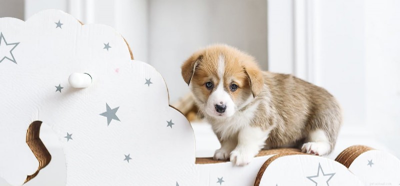 Can Dogs and Ponies Coexist? Exploring Harmony Between Dogs and Ponies
