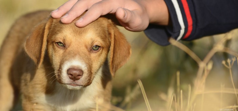 Can Dogs and Ponies Coexist? Exploring Harmony Between Dogs and Ponies