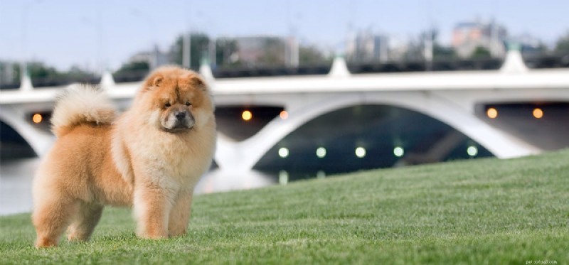 Can Dogs Thrive Despite Seizures? Managing Health & Well-Being