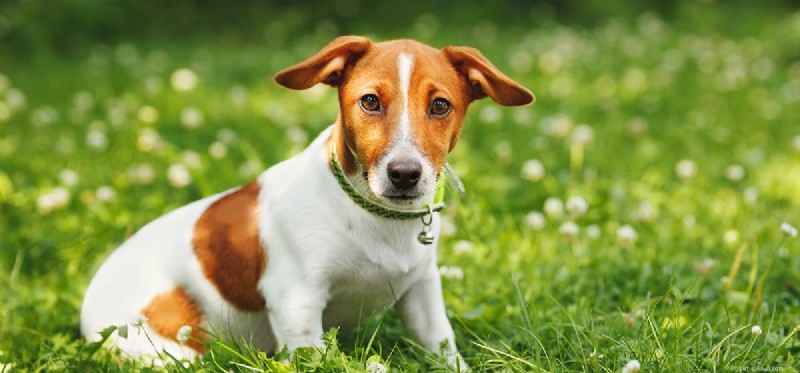 How Dogs Can Coexist with Stick Insects: A Safe Interaction Guide