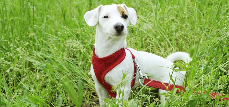 How Dogs Can Coexist with Stick Insects: A Safe Interaction Guide