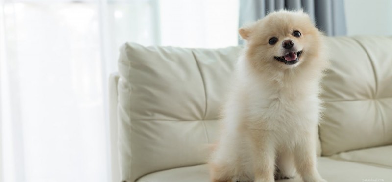 Can Dogs Safely Coexist with Turtles? Expert Tips & Risks