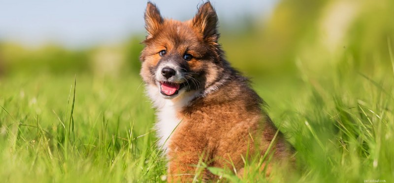 Can Dogs Safely Coexist with Turtles? Expert Tips & Risks