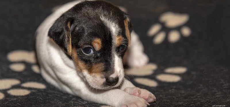Can Dogs Safely Observe Solar Eclipses? Protect Their Eyes