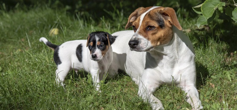 Can Dogs Safely Observe Solar Eclipses? Protect Their Eyes