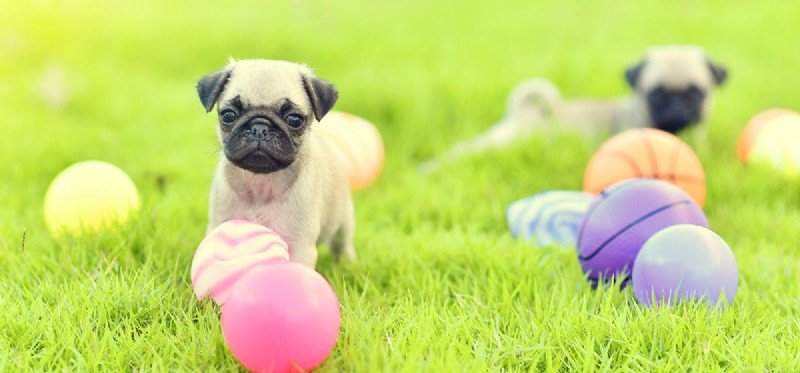 Can Dogs Safely Observe Solar Eclipses? Protect Their Eyes