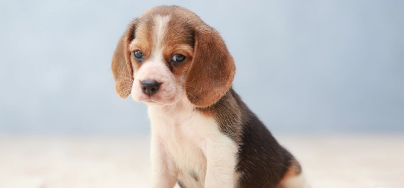 Can Dogs Safely Observe Solar Eclipses? Protect Their Eyes