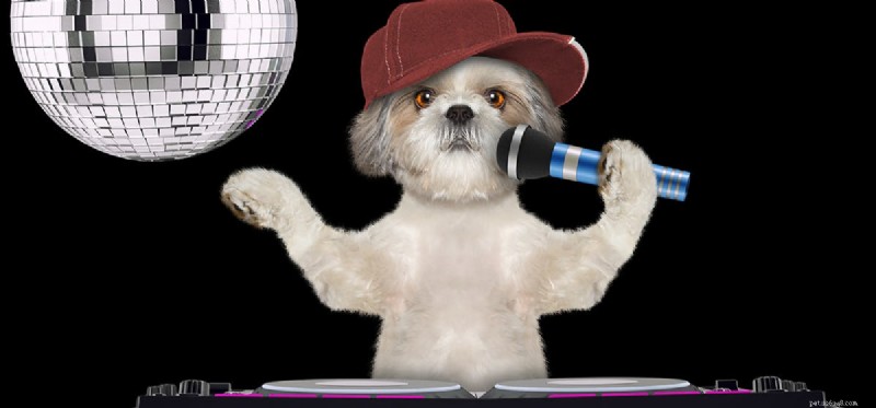 Can Dogs Lose Their Voice? Understanding Causes & Solutions