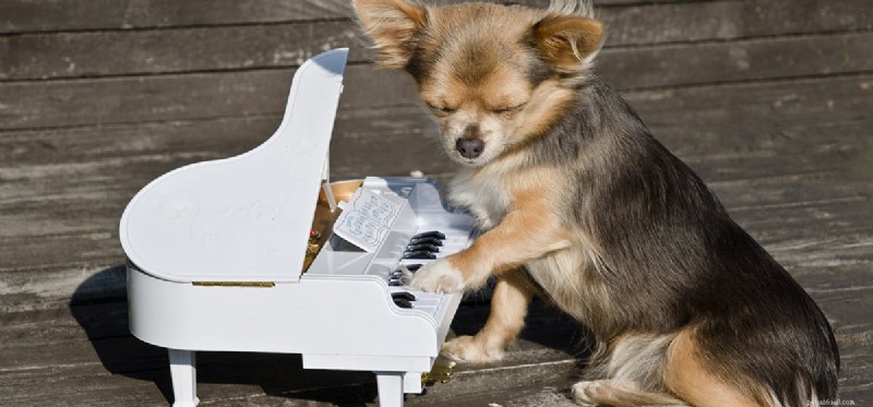 Can Dogs Lose Their Voice? Understanding Causes & Solutions