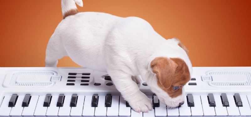 Can Dogs Lose Their Voice? Understanding Causes & Solutions
