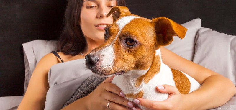 Can Dogs Spread Illness? Understanding Pet-to-Human Disease Transmission
