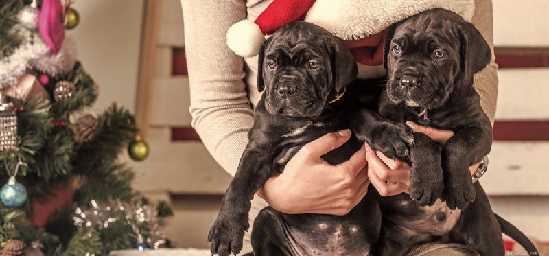 Can Dogs Spread Illness? Understanding Pet-to-Human Disease Transmission