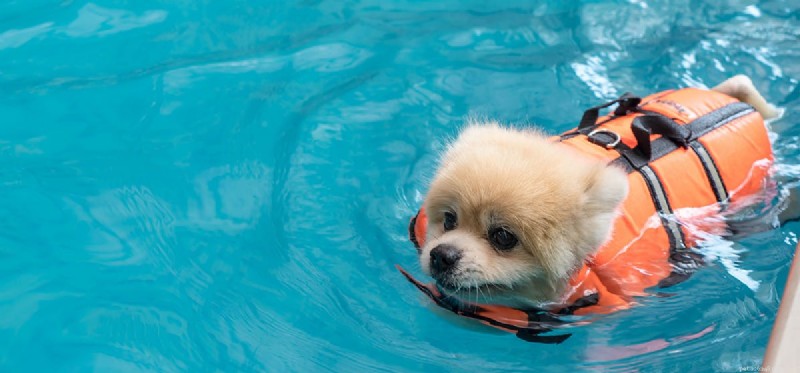 Do Dogs Naturally Know How to Swim? Key Facts for Pet Owners
