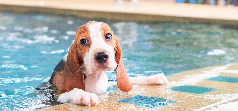 Do Dogs Naturally Know How to Swim? Key Facts for Pet Owners