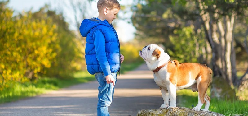 Why Dogs Respond Best to One‑Syllable Commands