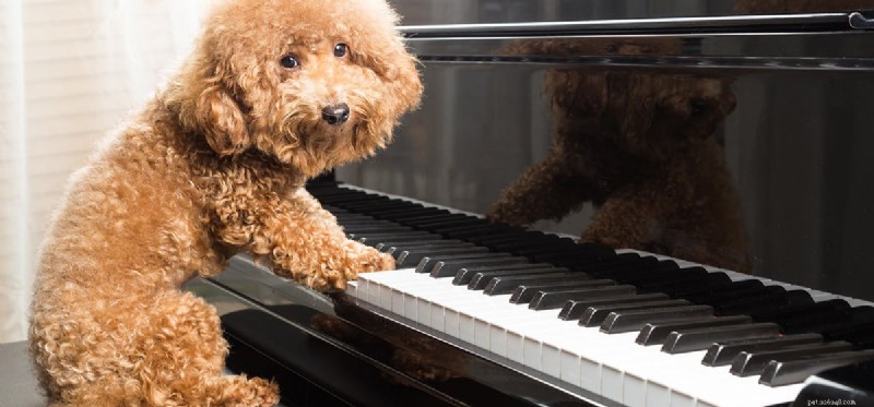 Why Dogs Respond Best to One‑Syllable Commands