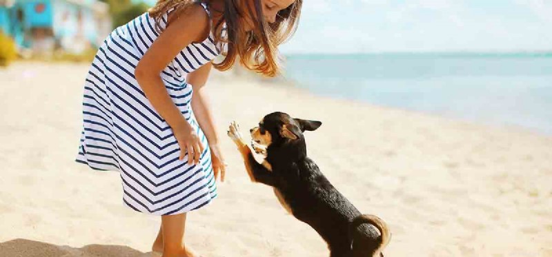 Why Dogs Respond Best to One‑Syllable Commands