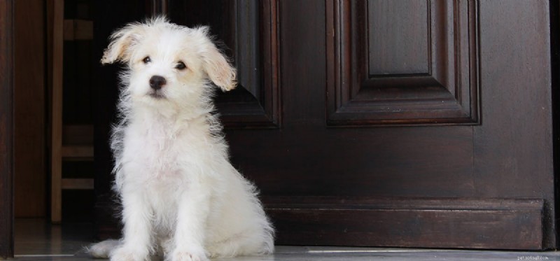 Can Dogs Learn to Open Doors? A Guide for Service and Companion Dogs