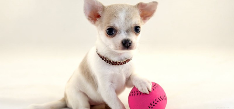 Can Dogs Overdose on Flea Medication? Understand the Risks & Safe Use