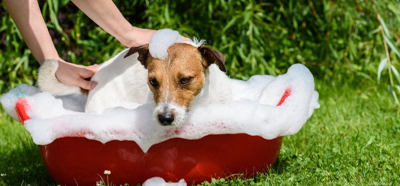 Can Dogs Overdose on Flea Medication? Understand the Risks & Safe Use