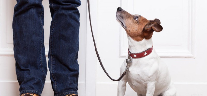 Can Dogs Learn to Open Doors? A Guide for Service and Companion Dogs