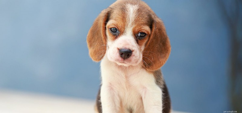 Can Dogs Overdose on Flea Medication? Understand the Risks & Safe Use