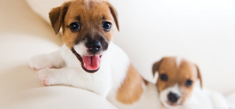 Can Dogs Play Hide and Seek? How to Teach Your Pup This Fun, Engaging Game