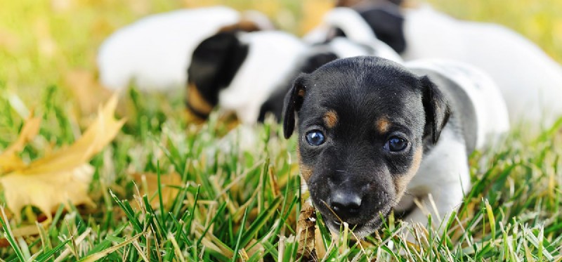 Can Dogs Play Hide and Seek? How to Teach Your Pup This Fun, Engaging Game