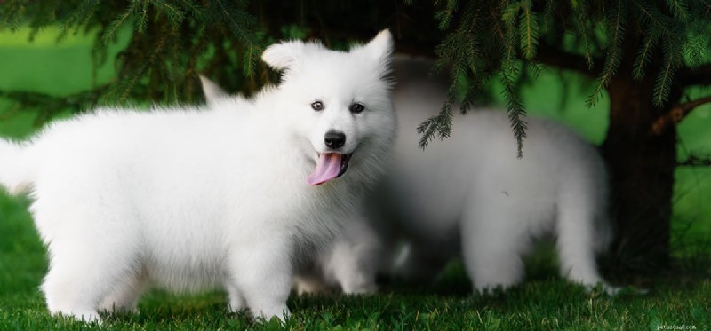 Can Dogs Play Hide and Seek? How to Teach Your Pup This Fun, Engaging Game