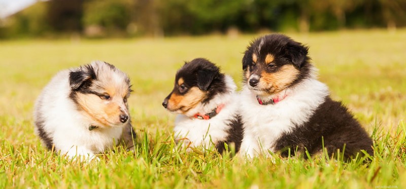 Can Dogs Play Hide and Seek? How to Teach Your Pup This Fun, Engaging Game