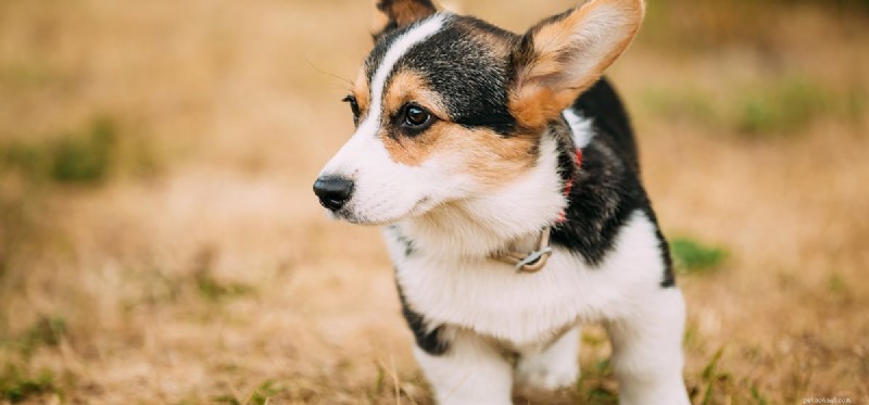 Do Dogs Predict Earthquakes? A Scientific Overview of Animal Sensing