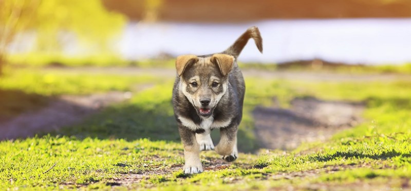 Do Dogs Predict Earthquakes? A Scientific Overview of Animal Sensing