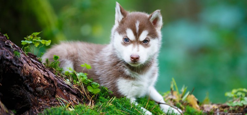 Do Dogs Predict Earthquakes? A Scientific Overview of Animal Sensing